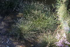 Eleocharis geniculata