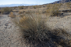 Hoffmannseggia microphylla