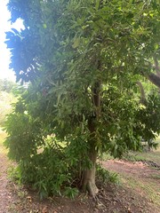 Macadamia integrifolia