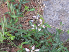 Desmodium batocaulon