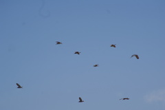 Nycticorax nycticorax