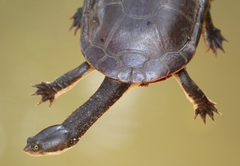 Hydromedusa maximiliani