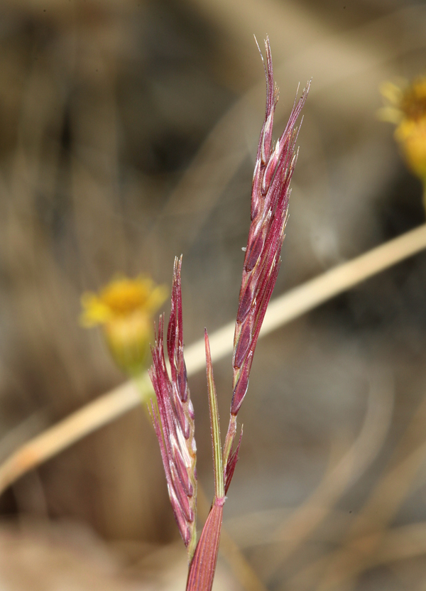 Trifida