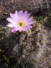 Acanthocalycium spiniflorum
