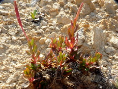 Epilobium hectori