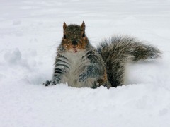 Sciurus carolinensis