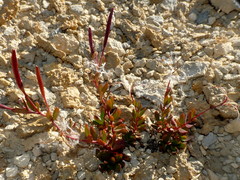 Epilobium hectori