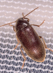 Hymenorus