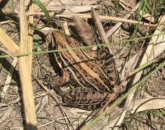 Leptodactylus gracilis