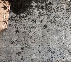 Columba livia domestica