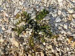 Gingidia decipiens
