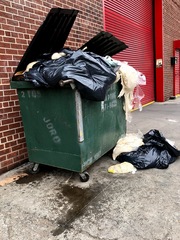 Columba livia domestica