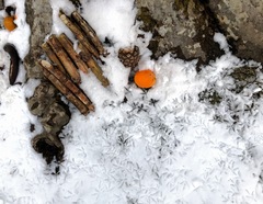 Columba livia domestica