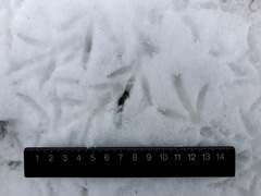 Columba livia domestica