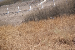 Nycticorax nycticorax