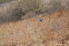 Nycticorax nycticorax