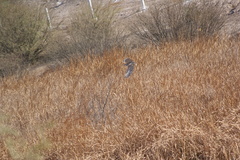 Nycticorax nycticorax