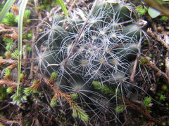 Mammillaria zephyranthoides
