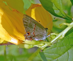 Electrostrymon endymion