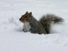 Sciurus carolinensis