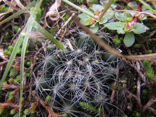 Mammillaria zephyranthoides
