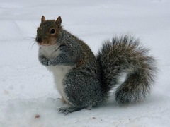 Sciurus carolinensis