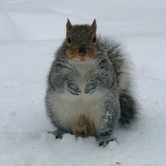 Sciurus carolinensis