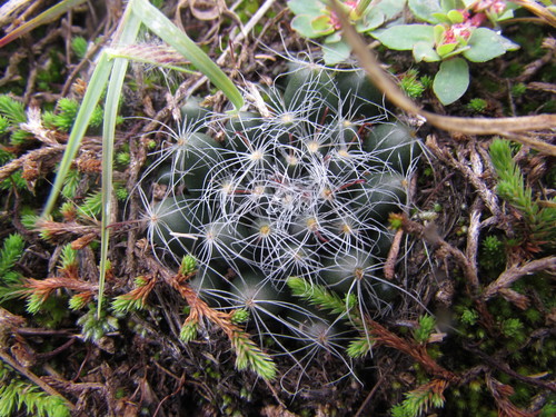 Mammillaria zephyranthoides