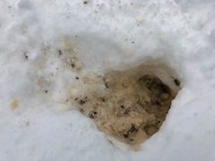 Sciurus carolinensis