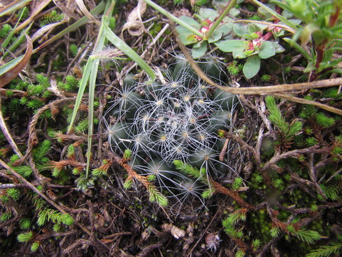 Mammillaria zephyranthoides
