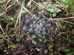 Mammillaria zephyranthoides
