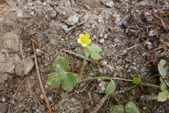 Ranunculus diffusus