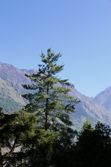 Pinus wallichiana
