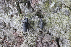 Aegorhinus suturalis