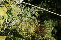 Rubus biflorus