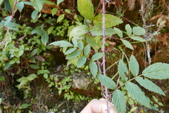 Rubus niveus