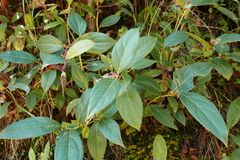 Gaultheria fragrantissima