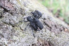 Aegorhinus suturalis