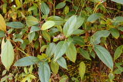 Gaultheria fragrantissima