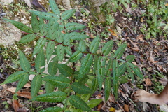 Zanthoxylum armatum