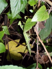 Sphodromantis viridis