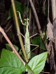 Sphodromantis viridis