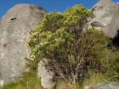 Veronica glaucophylla