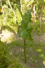 Montrichardia arborescens