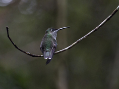 Heliodoxa leadbeateri