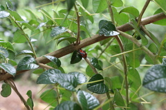 Brontocoris nigrolimbatus