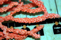 Primnoa resedaeformis