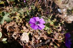 Geranium procurrens