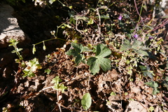 Geranium procurrens