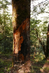 Pinus wallichiana